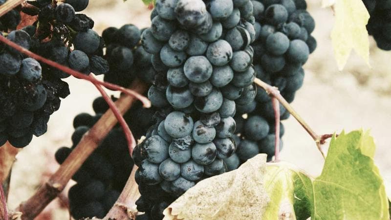 খেলা বিষয়ক নতুন খবর 2