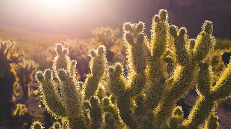 সাইবার নিরাপত্তা নিয়ে কঠোর অবস্থান (47)