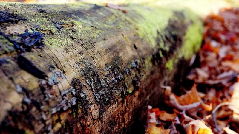 মিউজিক ভিডিও ভাইরাল নিয়ে কঠোর অবস্থান (23)