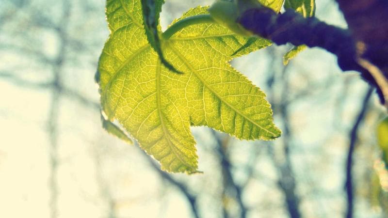 বিএনপির মহাসমাবেশ নিয়ে নতুন বিতর্ক (57)