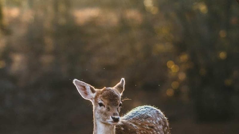 আসিফ নজরুল