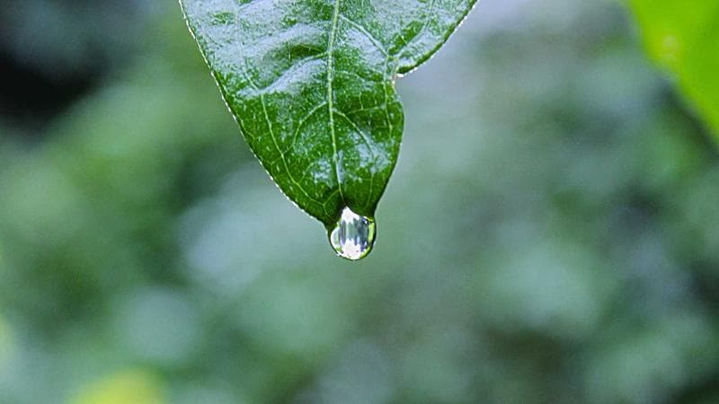 আওয়ামী লীগের বৈঠক নিয়ে বড় খবর (76)