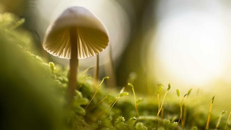 নতুন সিনেমার ঘোষণা নিয়ে নতুন বিতর্ক (33)