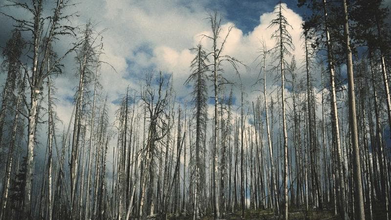 নির্বাচনের প্রস্তুতি সফলভাবে সম্পন্ন (91)