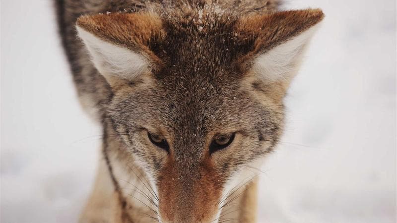 তাসকিনের পাঁচ উইকেট সবার নজরে (85)