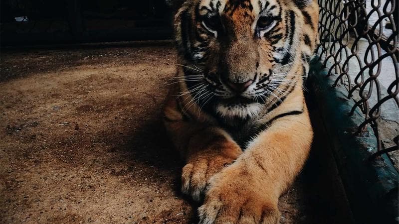 মিউজিক ভিডিও ভাইরাল নিয়ে কঠোর অবস্থান (7)